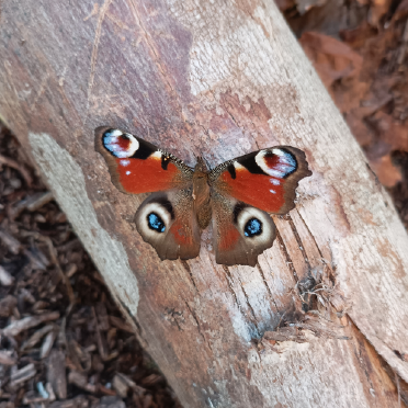 sophorologie-enfants-hypersensibles