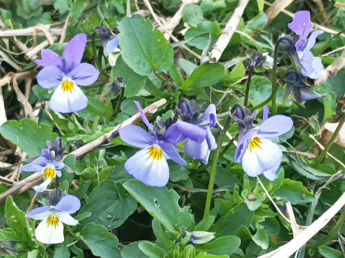 illustration-sophrologe-stephanie-dimeet-sophrologue-certfiee-inzinzac-lochrist