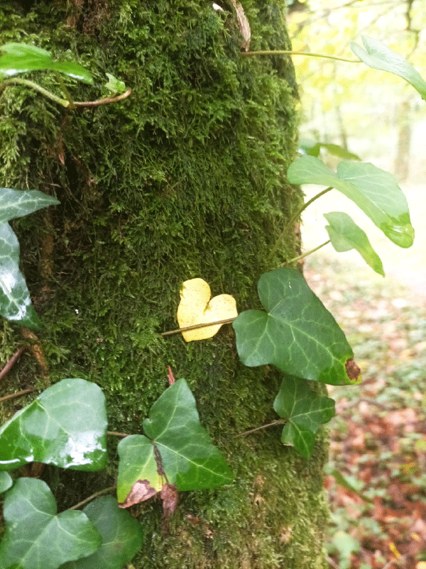 stephanie-dimeet-energetique-magnetisme-inzinzac-lochrist